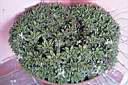 HAWORTHIA CUSPIDATA.jpg